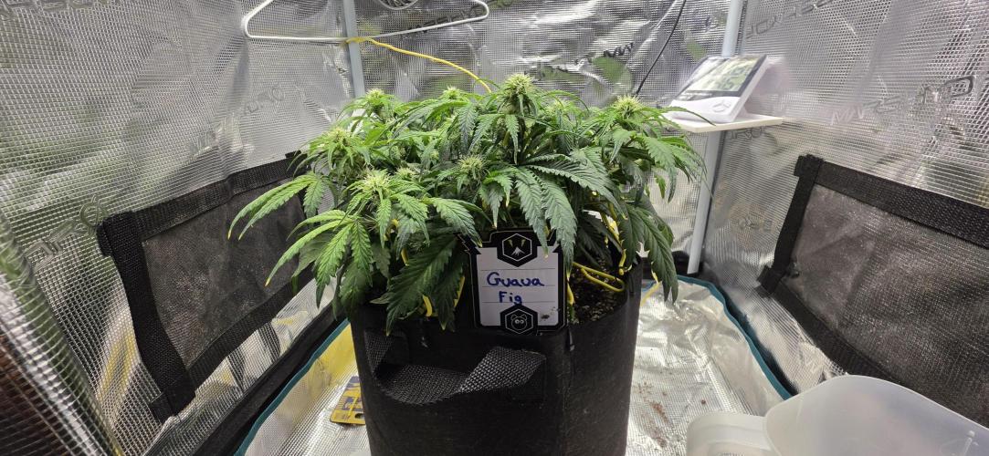 Mephisto Guava Fig. Week 5