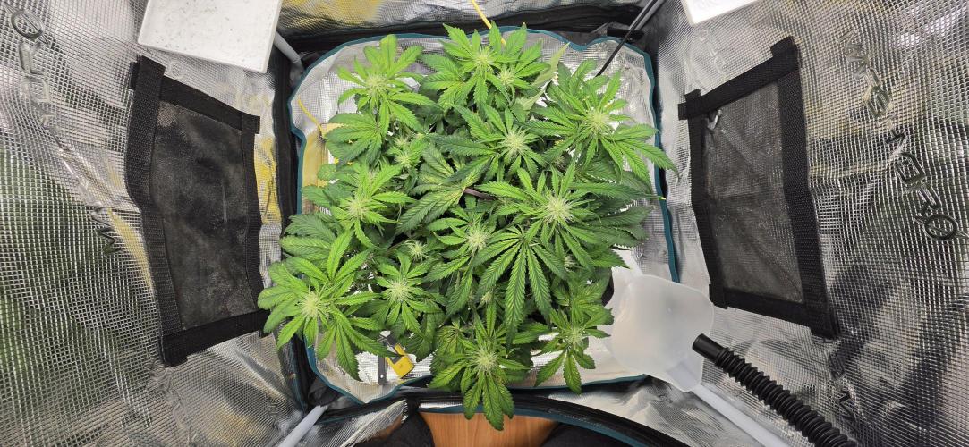 Mephisto Guava Fig. Week 5