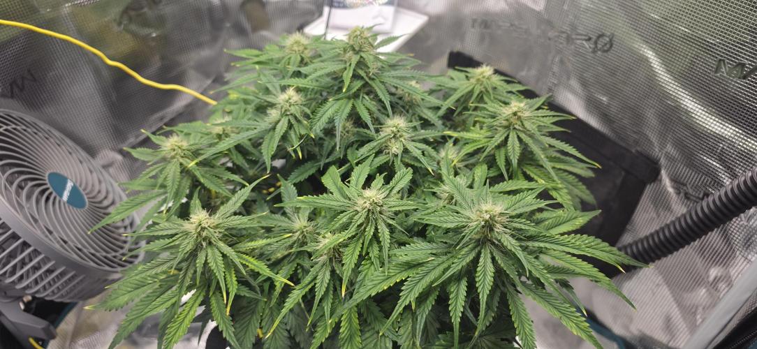 Mephisto Guava Fig. Week 6