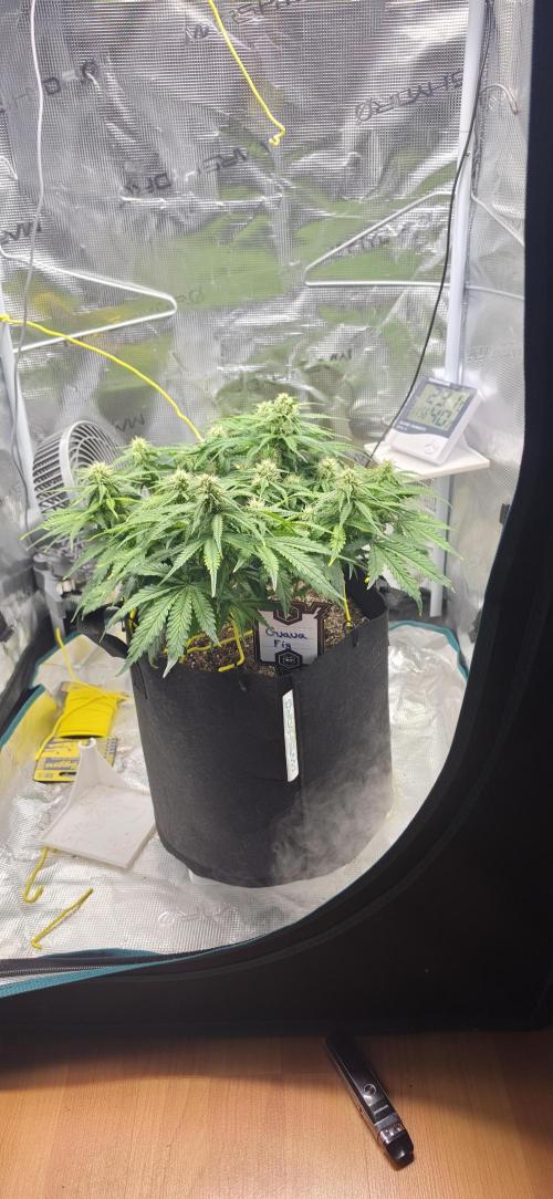 Mephisto Guava Fig. Week 6