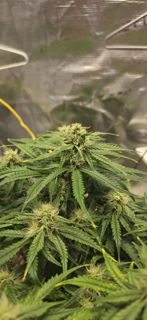 Mephisto Guava Fig. Week 6