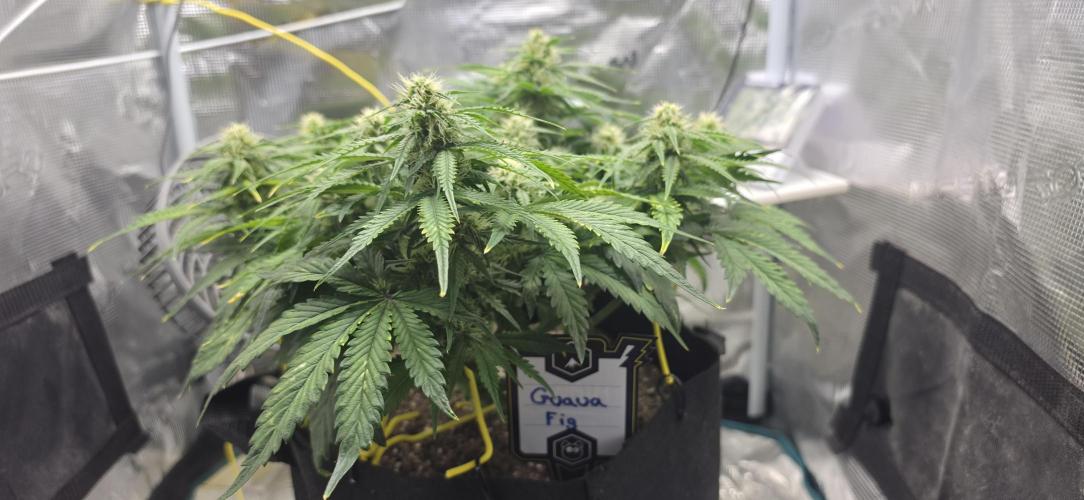 Mephisto Guava Fig. Week 6
