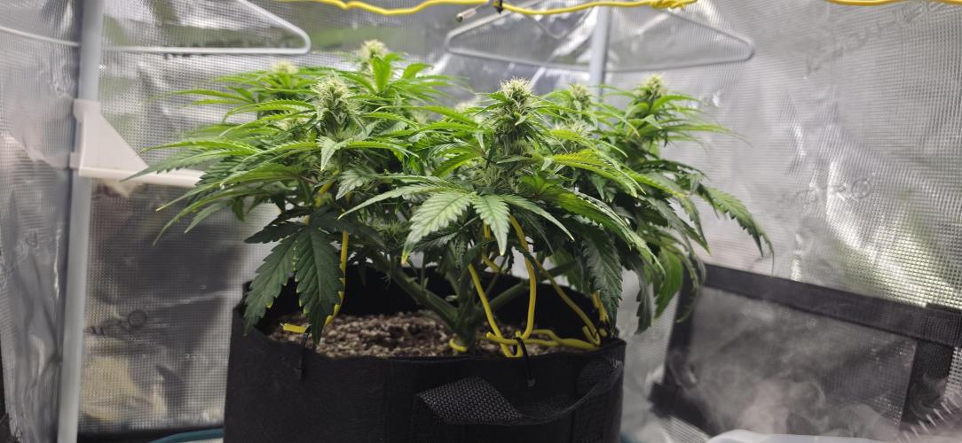 Mephisto Guava Fig. Week 6