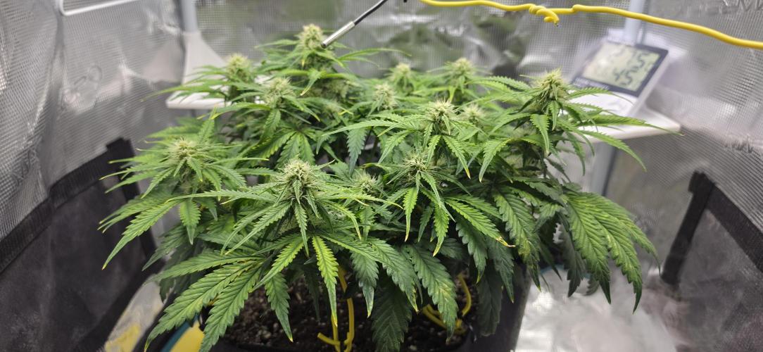 Mephisto Guava Fig. Week 6