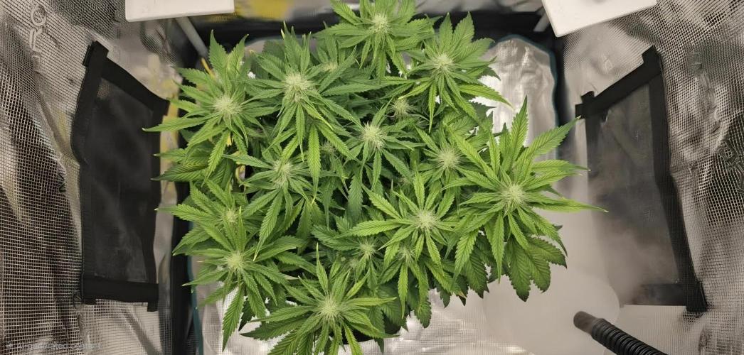 Mephisto Guava Fig. Week 6