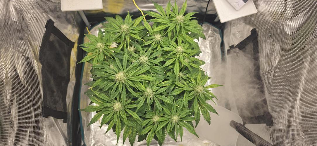 Mephisto Guava Fig. Week 6
