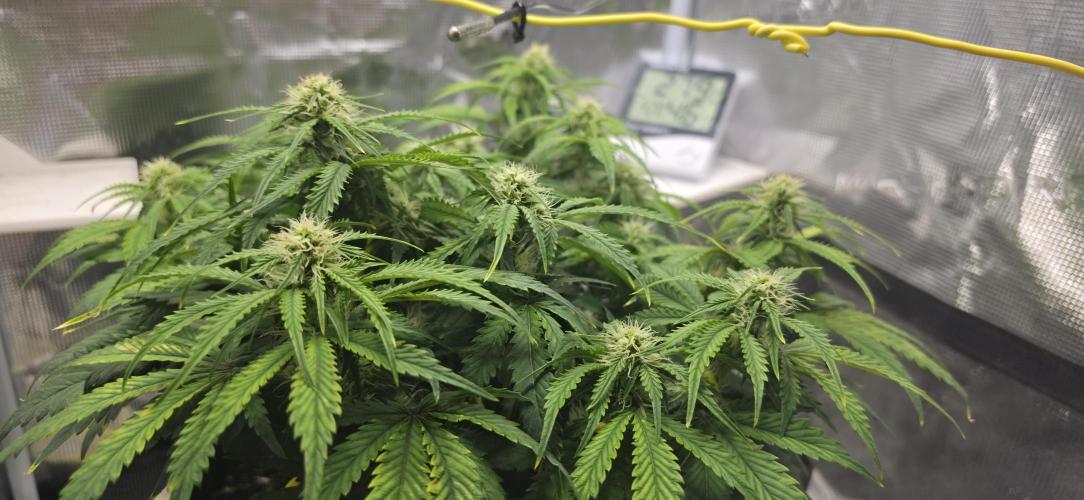 Mephisto Guava Fig. Week 6