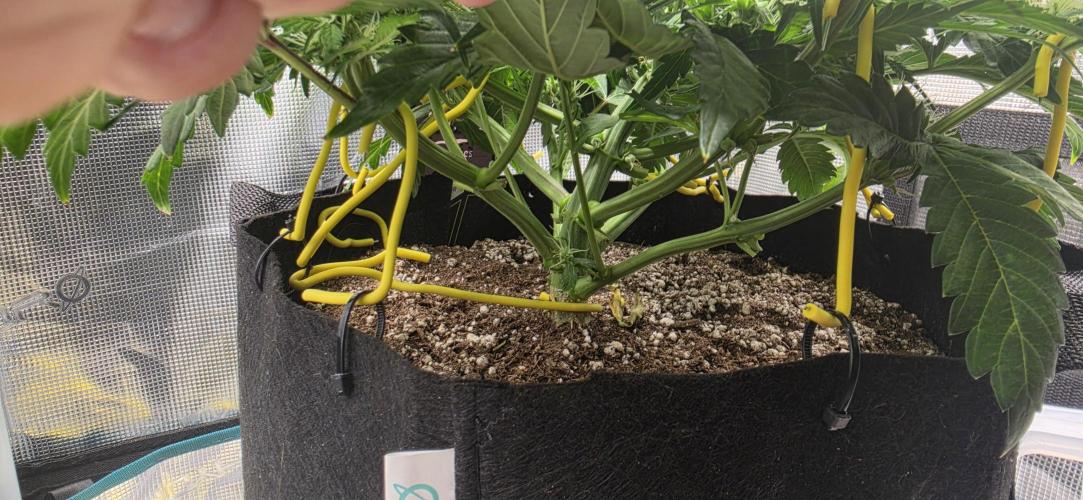 Mephisto Guava Fig. Week 6