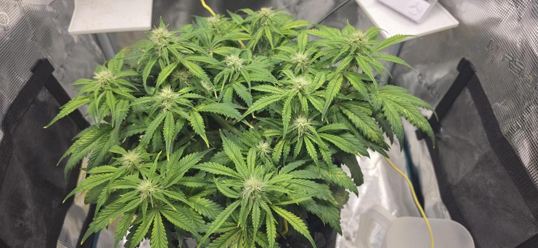 Mephisto Guava Fig. Week 6