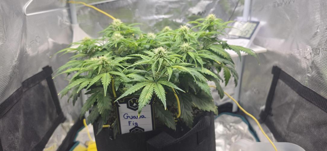 Mephisto Guava Fig. Week 6
