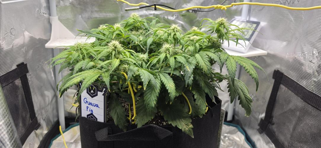 Mephisto Guava Fig. Week 6