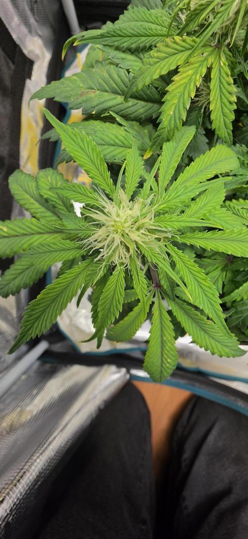 Mephisto Guava Fig. Week 6