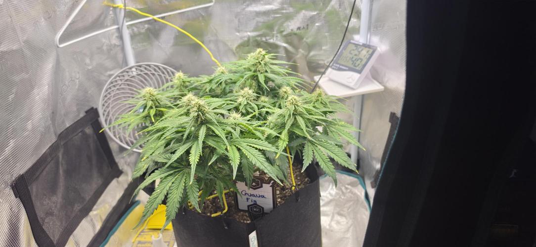 Mephisto Guava Fig. Week 6