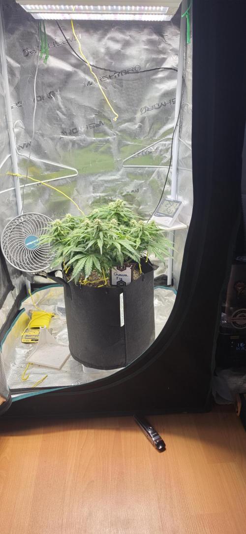 Mephisto Guava Fig. Week 6