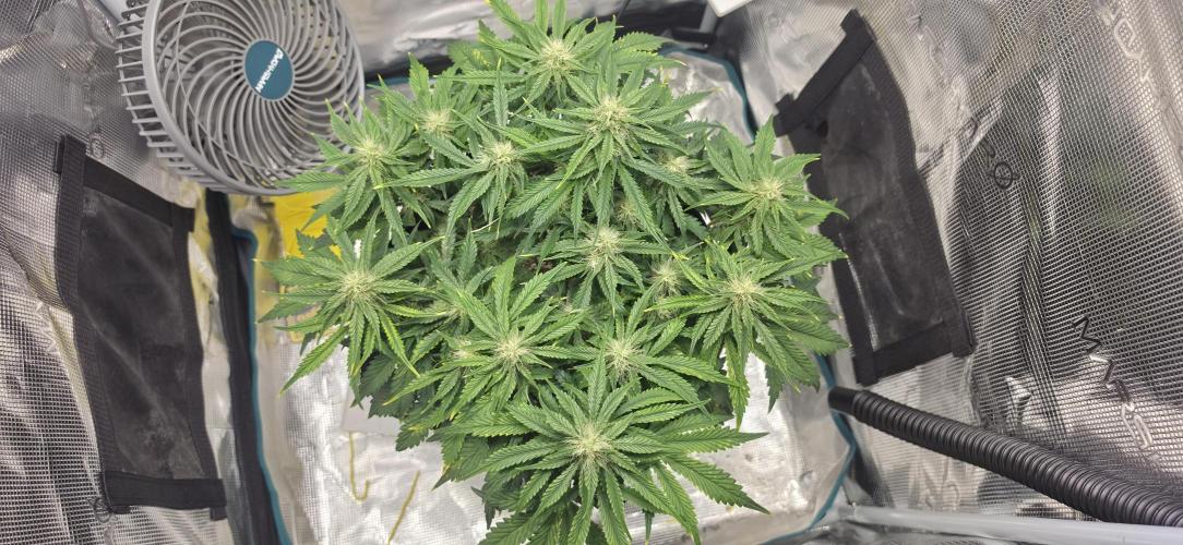 Mephisto Guava Fig. Week 6