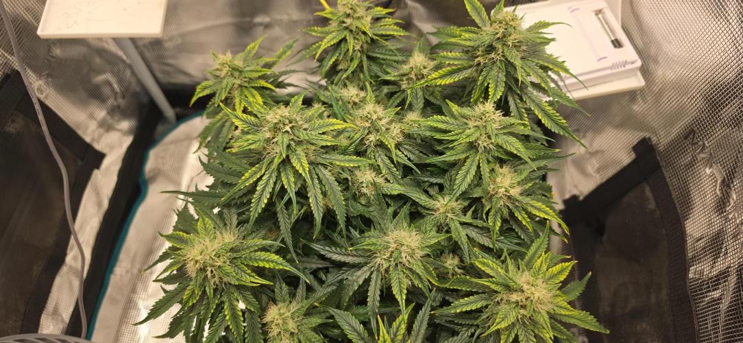 Mephisto Guava Fig. Week 7