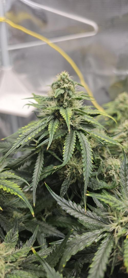 Mephisto Guava Fig. Week 7