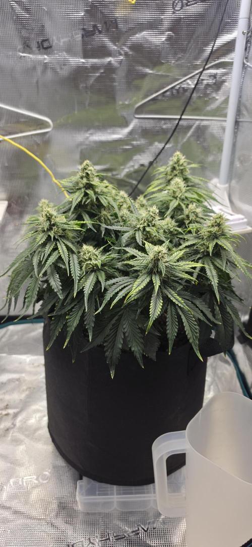 Mephisto Guava Fig. Week 7