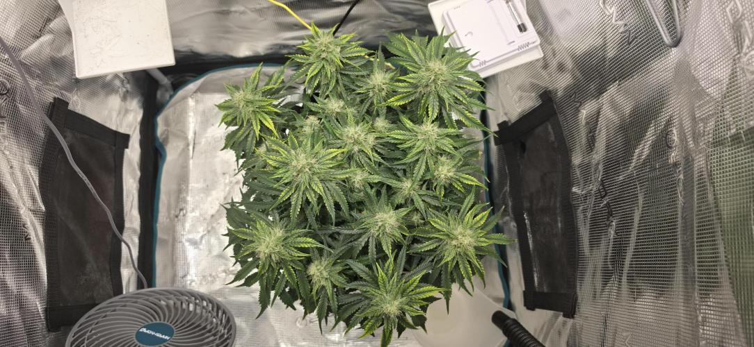 Mephisto Guava Fig. Week 7