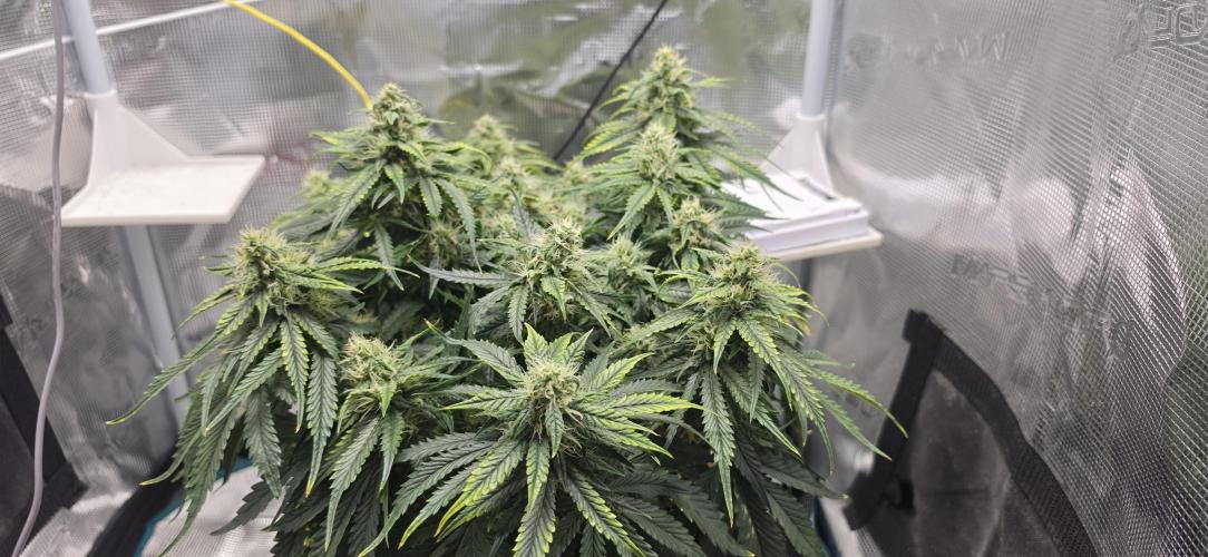 Mephisto Guava Fig. Week 7