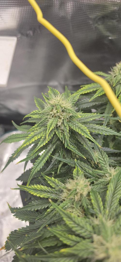 Mephisto Guava Fig. Week 7