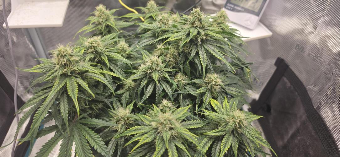 Mephisto Guava Fig. Week 7