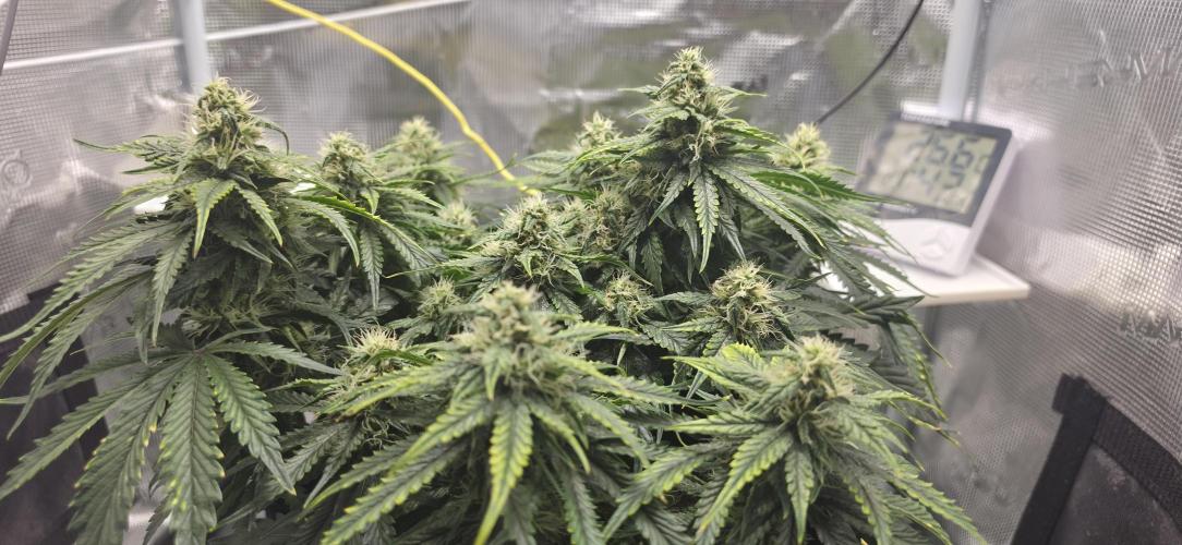 Mephisto Guava Fig. Week 7