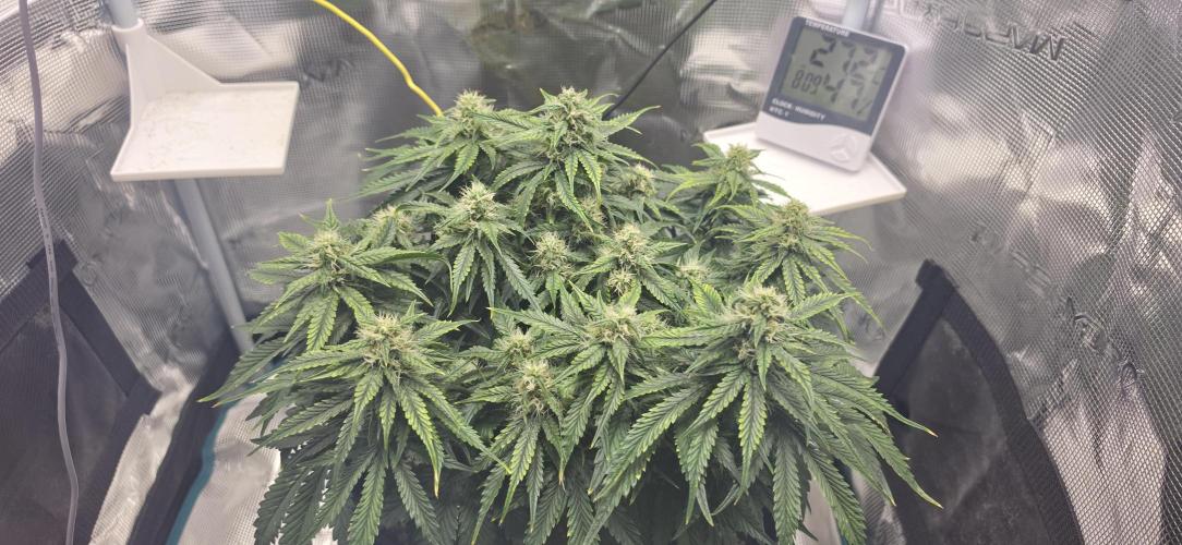 Mephisto Guava Fig. Week 7