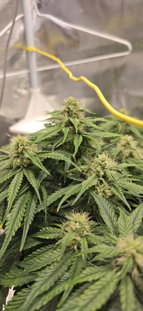 Mephisto Guava Fig. Week 7