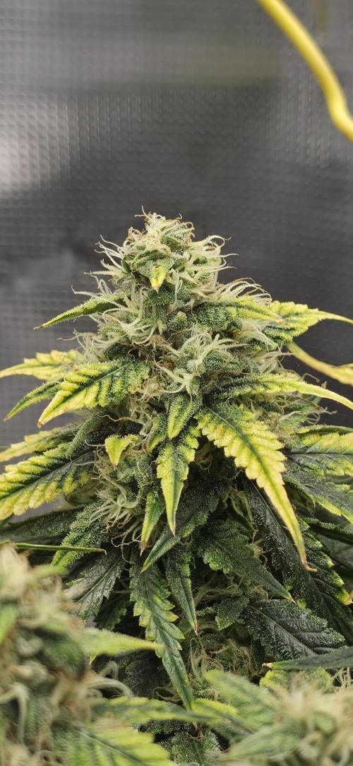 Mephisto Guava Fig. Week 8