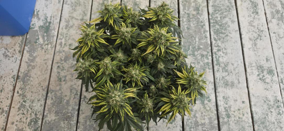 Mephisto Guava Fig. Week 8