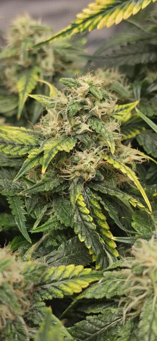 Mephisto Guava Fig. Week 8