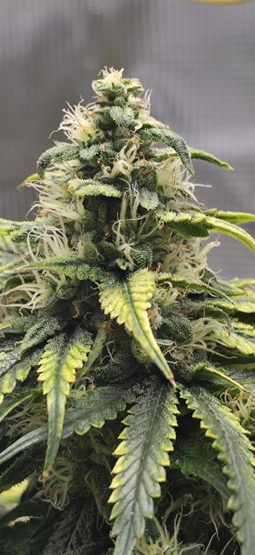 Mephisto Guava Fig. Week 8
