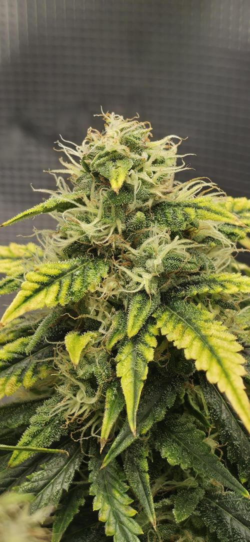 Mephisto Guava Fig. Week 8