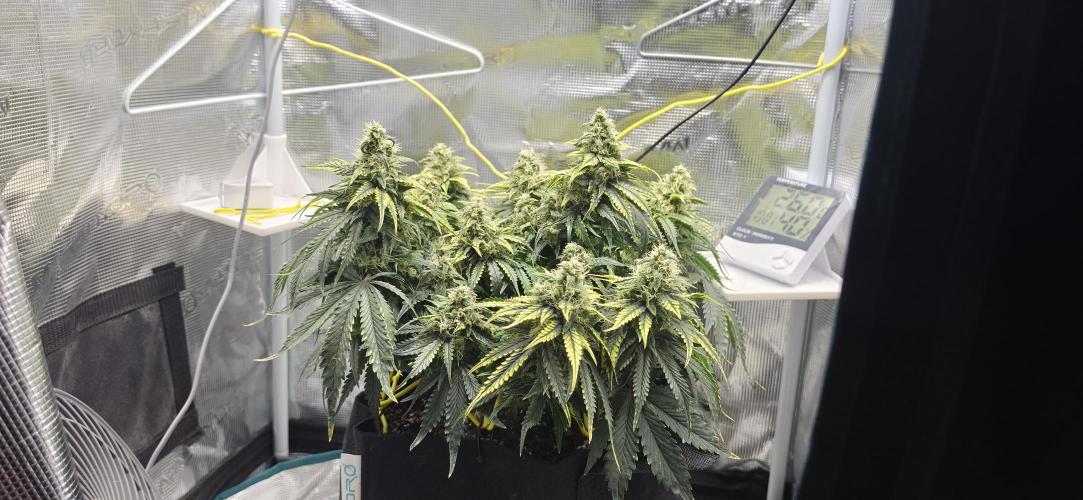 Guava . Week 8