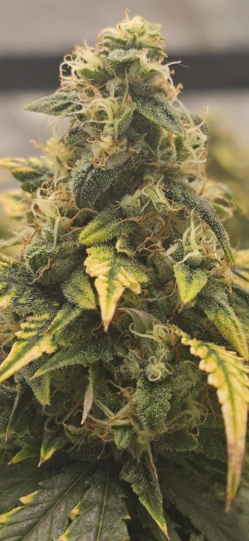 Mephisto Guava Fig. Week 9