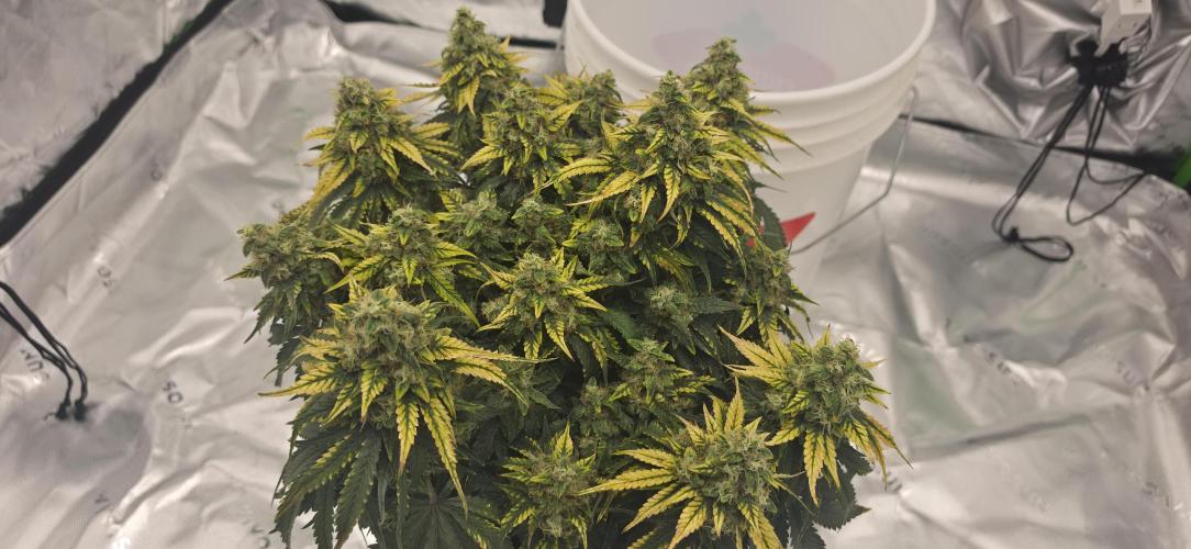 Mephisto Guava Fig. Week 9
