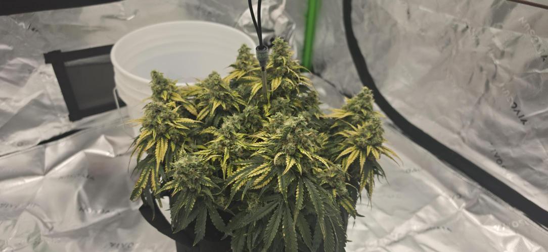 Mephisto Guava Fig. Week 9