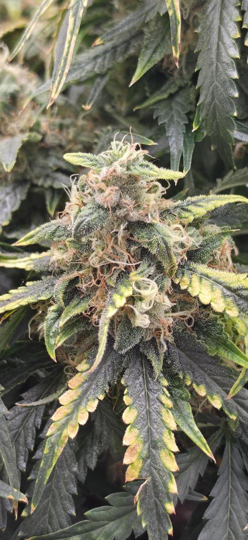 Mephisto Guava Fig. Week 9