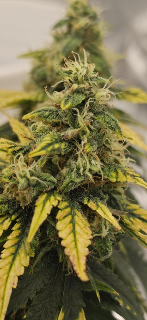 Mephisto Guava Fig. Week 9