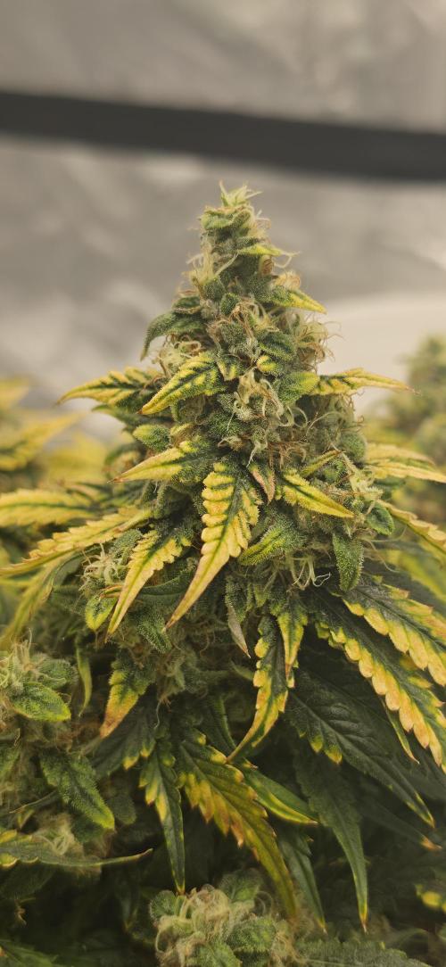 Mephisto Guava Fig. Week 9