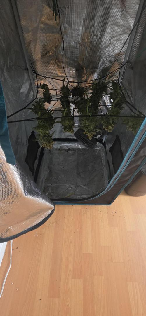 Mephisto Guava Fig. Week 10