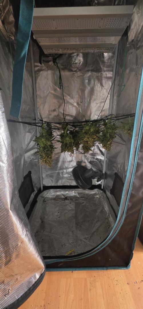 Mephisto Guava Fig. Week 10