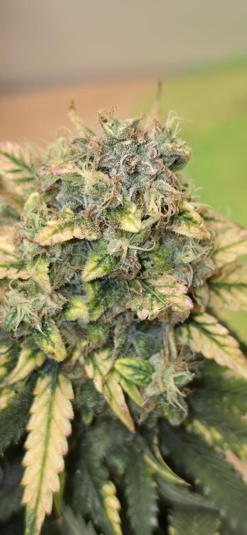 Mephisto Guava Fig. Week 10