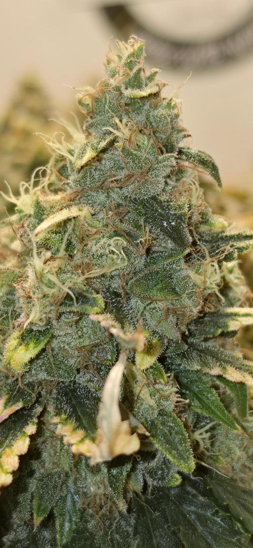 Mephisto Guava Fig. Week 10