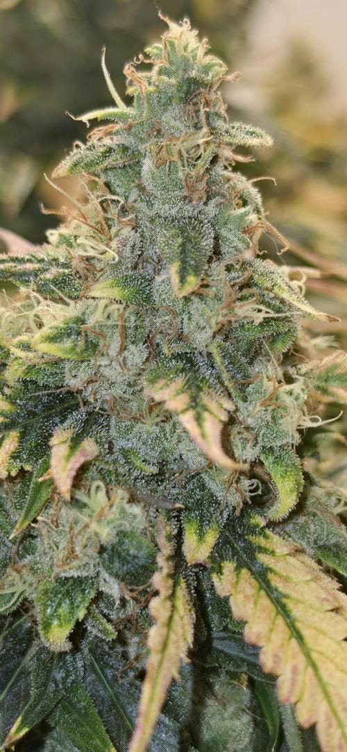 Mephisto Guava Fig. Week 10
