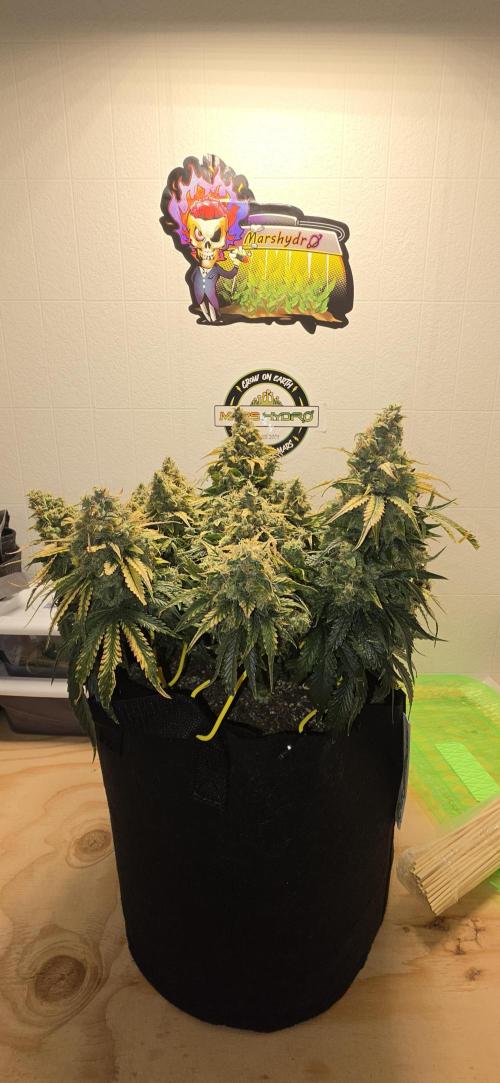 Mephisto Guava Fig. Week 10