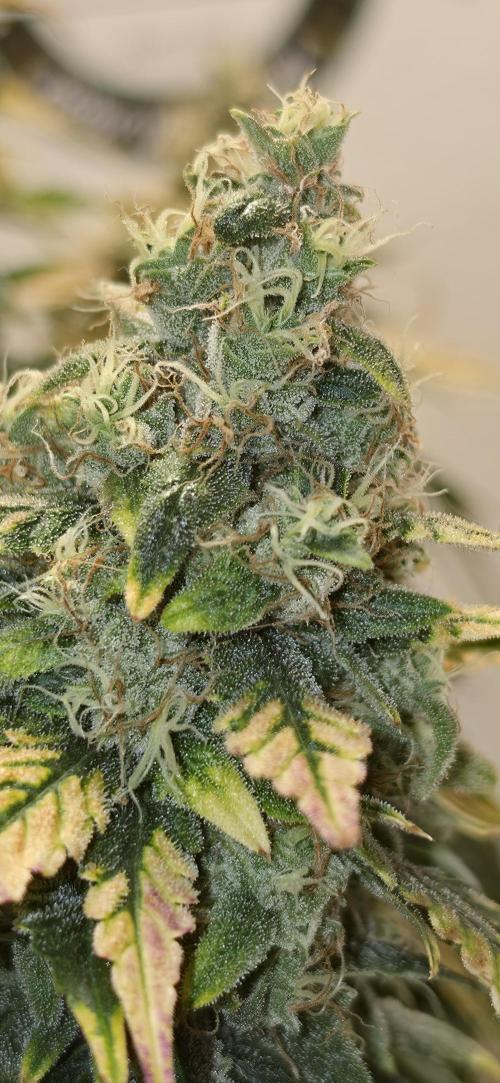 Mephisto Guava Fig. Week 10
