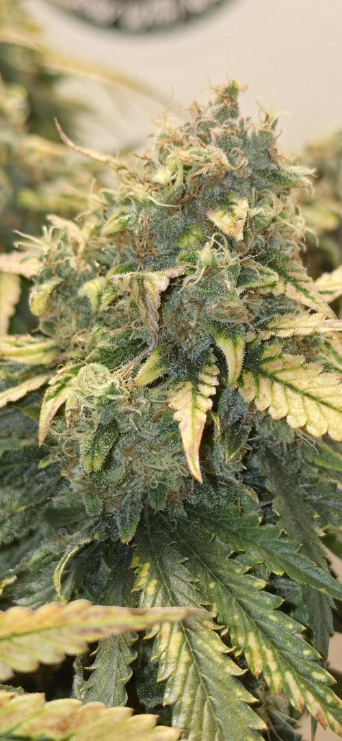 Guava . Week 10