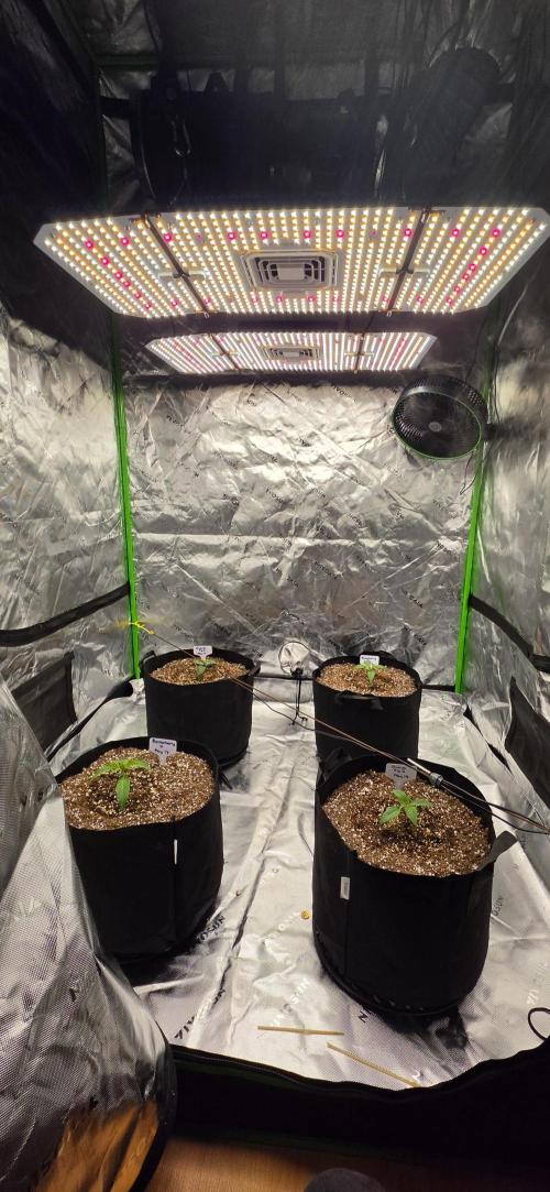 Mephisto fruits. Week 2 - Day 9